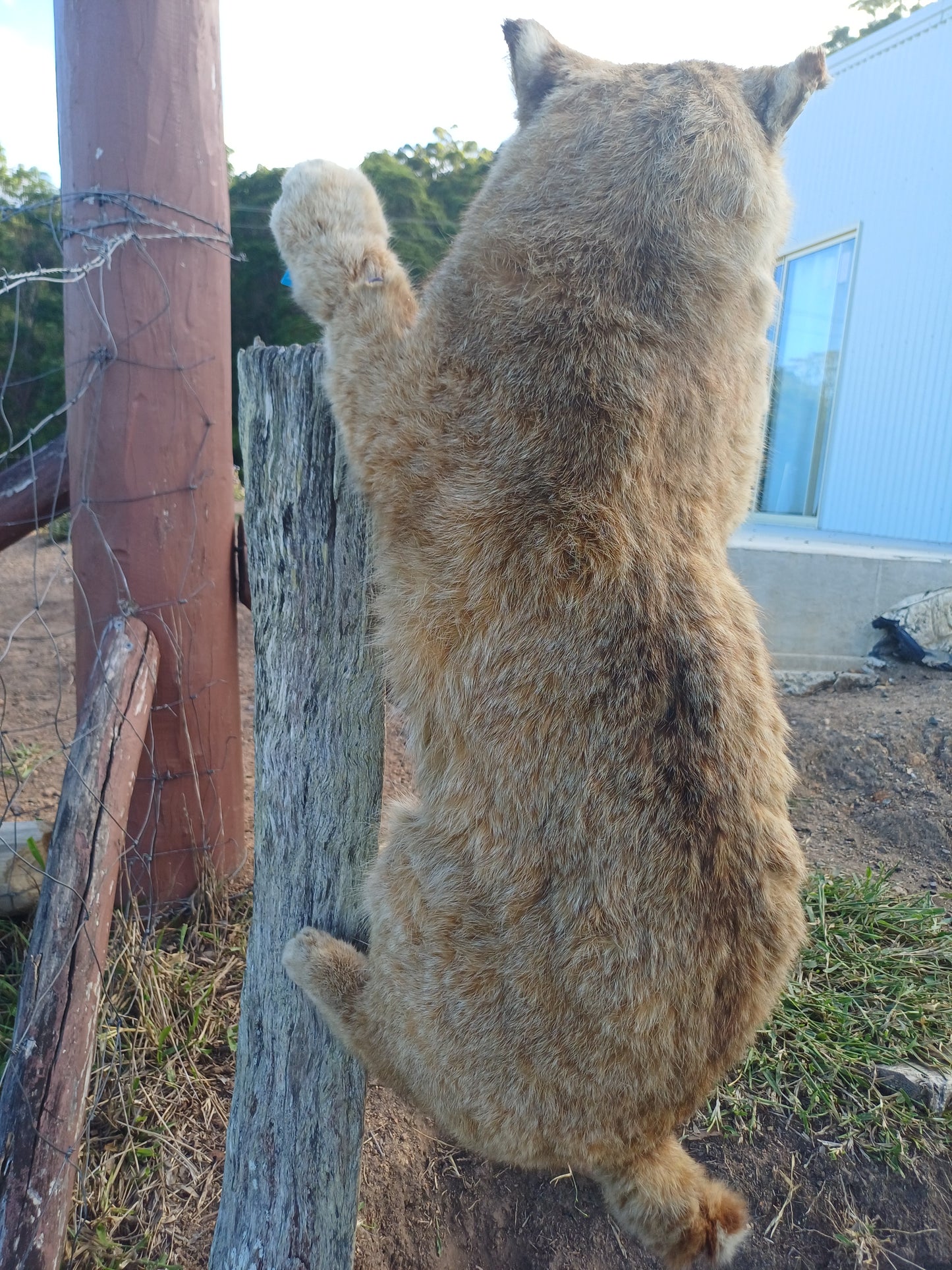 Bobcat taxidermy mount