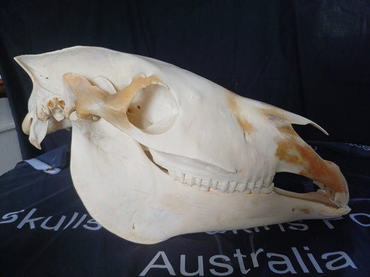 Zebra skull