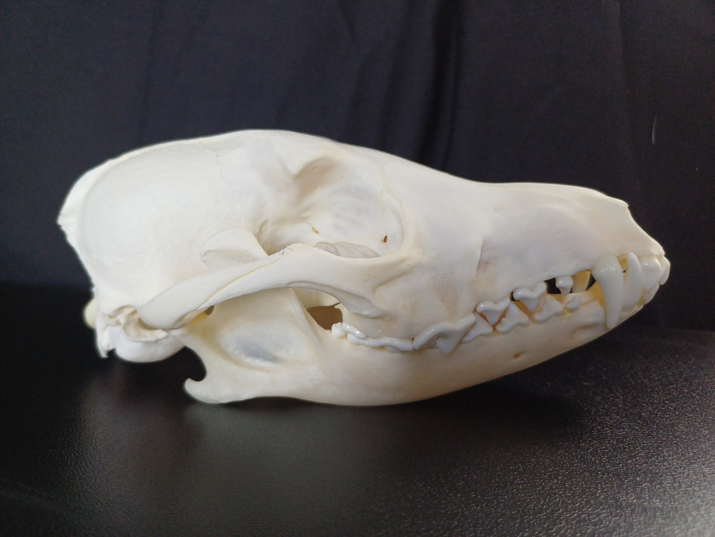 Large Black Backed Jackal Skull