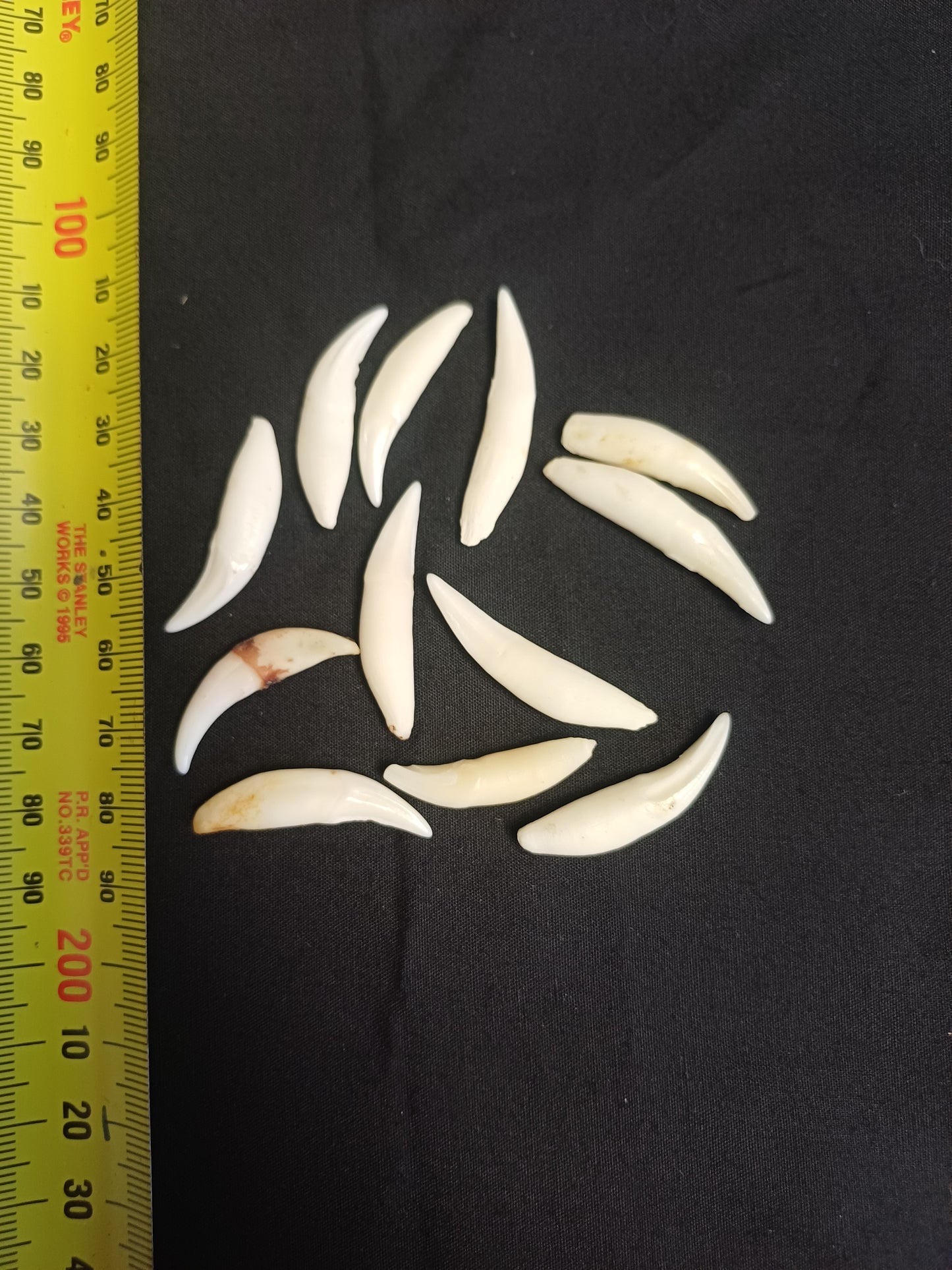 Lynx canine teeth x 12