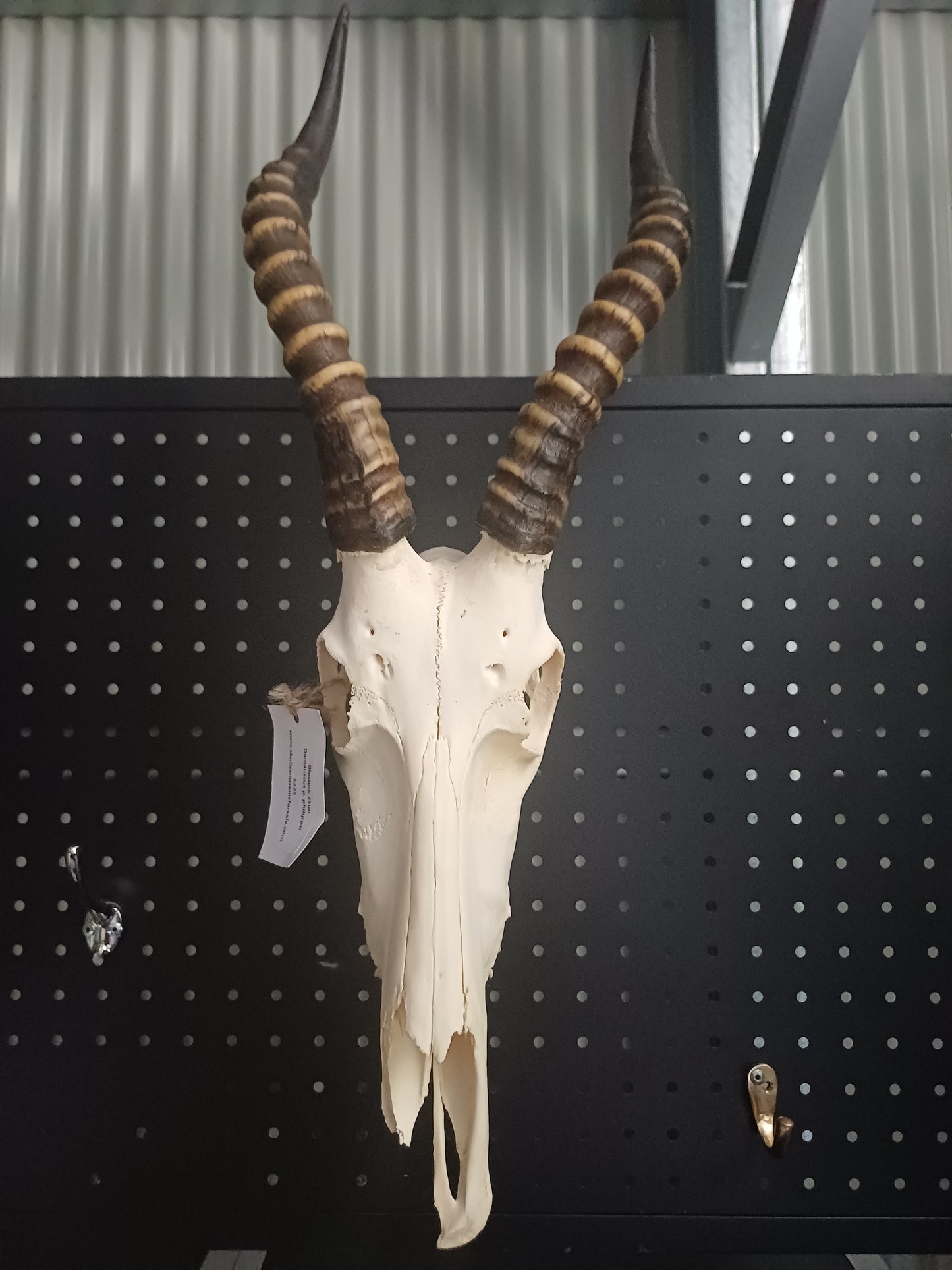 Blesbok skull