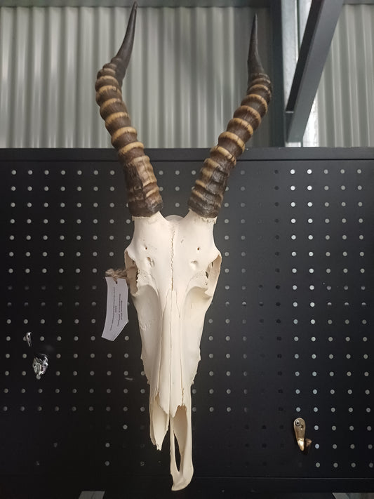 Blesbok skull