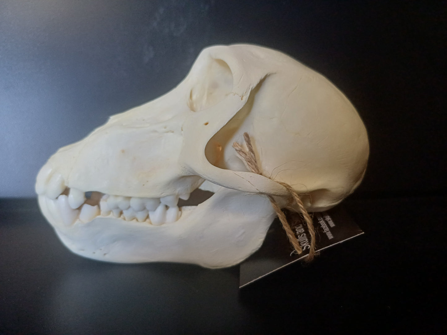 Chacma Baboon skull - sub adult female CITES
