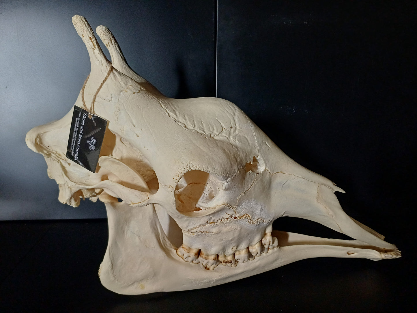 Female giraffe skull (CITES)