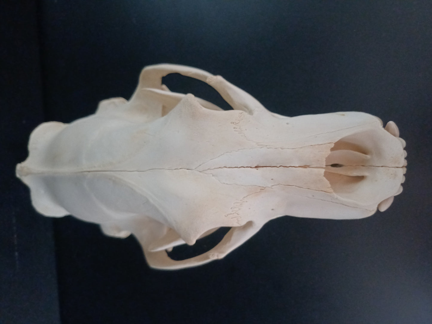 Polar bear skull (CITES)