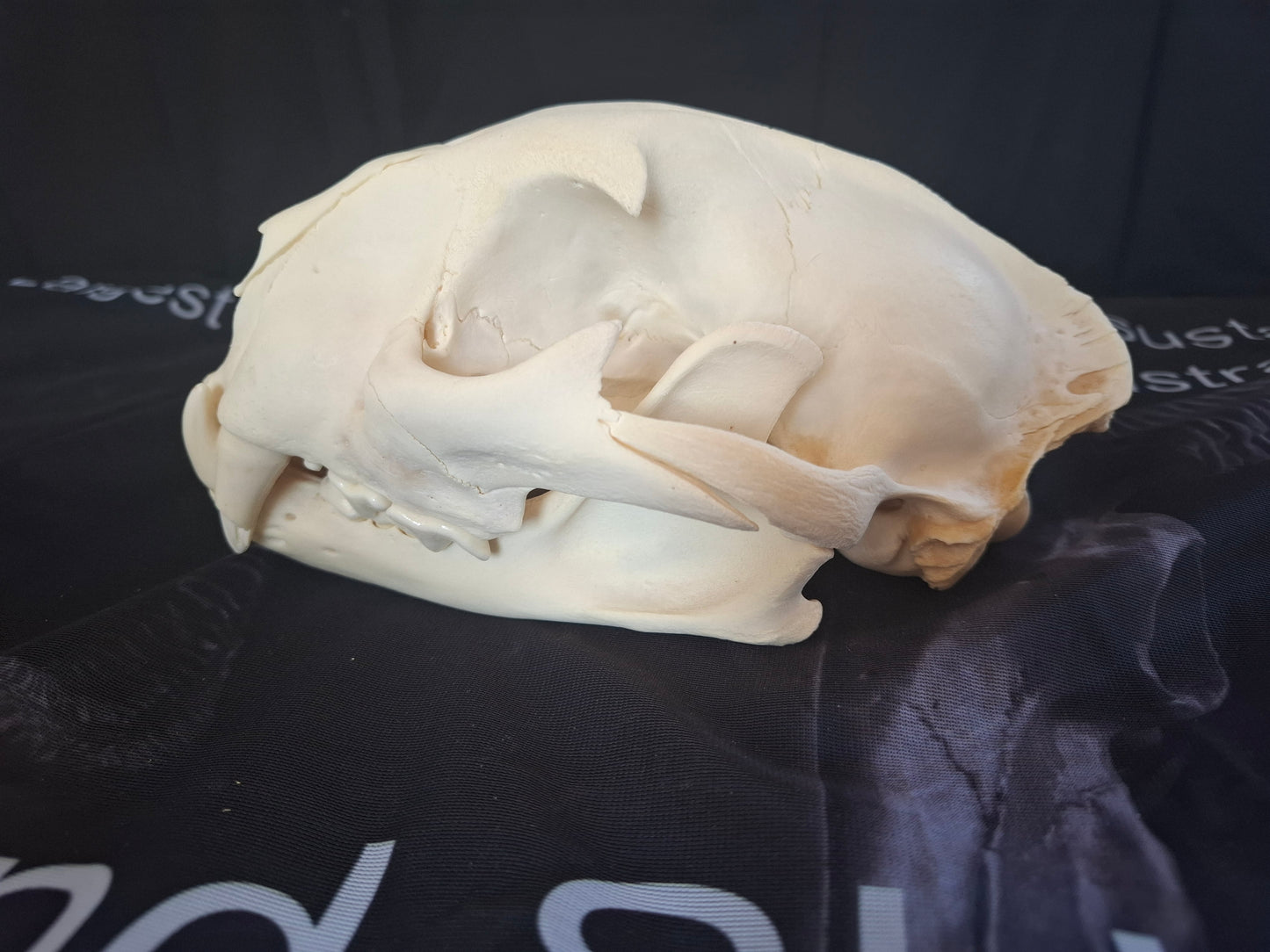 Large Cougar Skull
