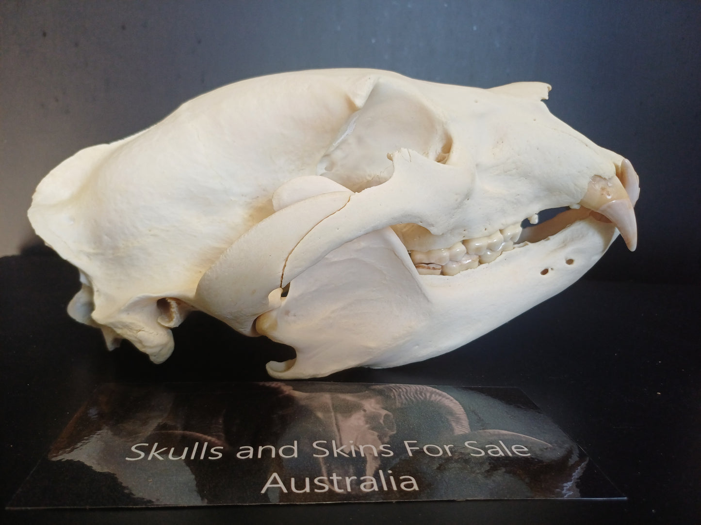 XL Black Bear skull