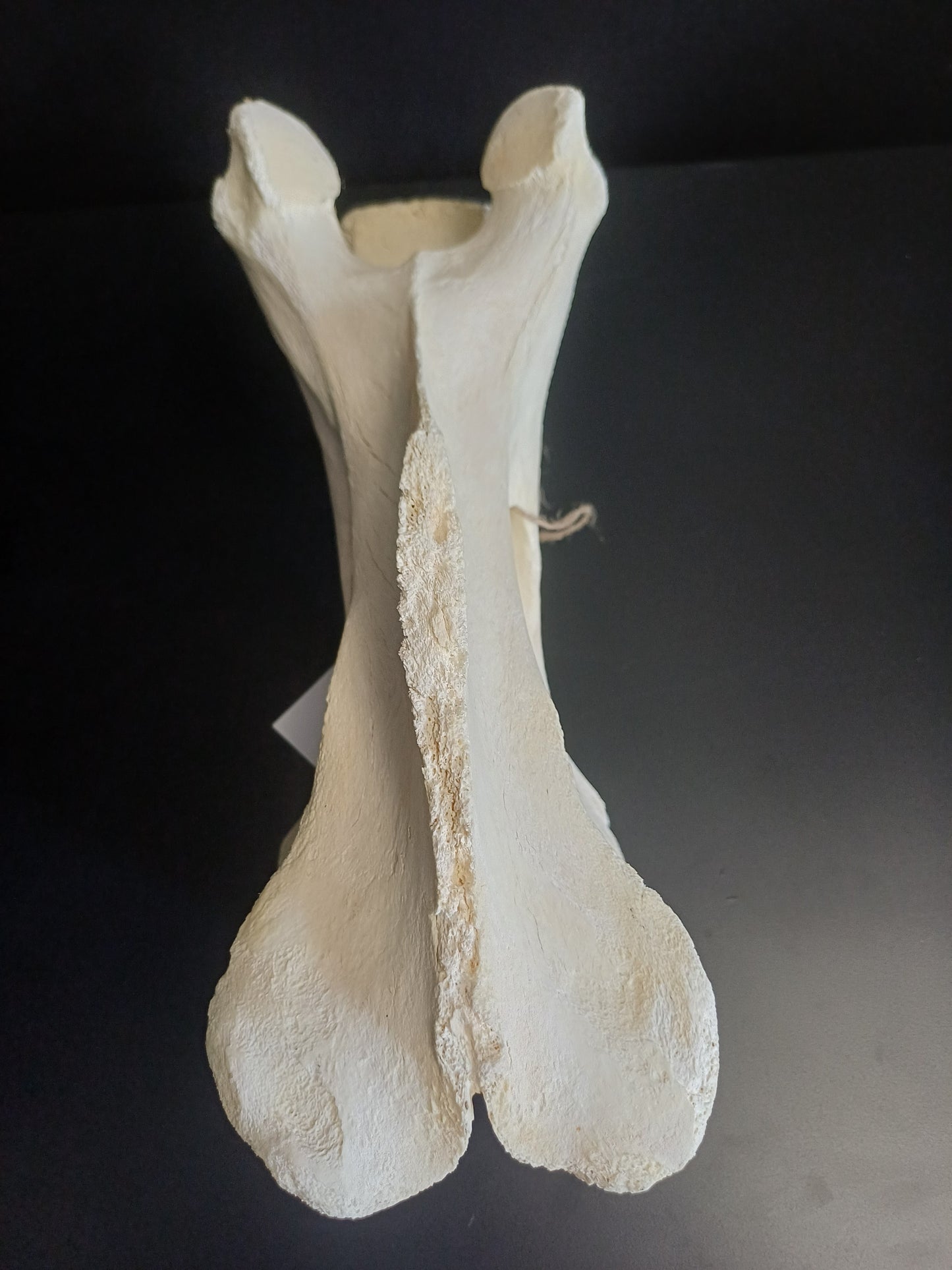 XL Giraffe Vertebrae (CITES permit inc)