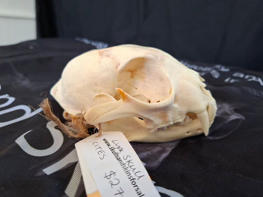Lynx skull
