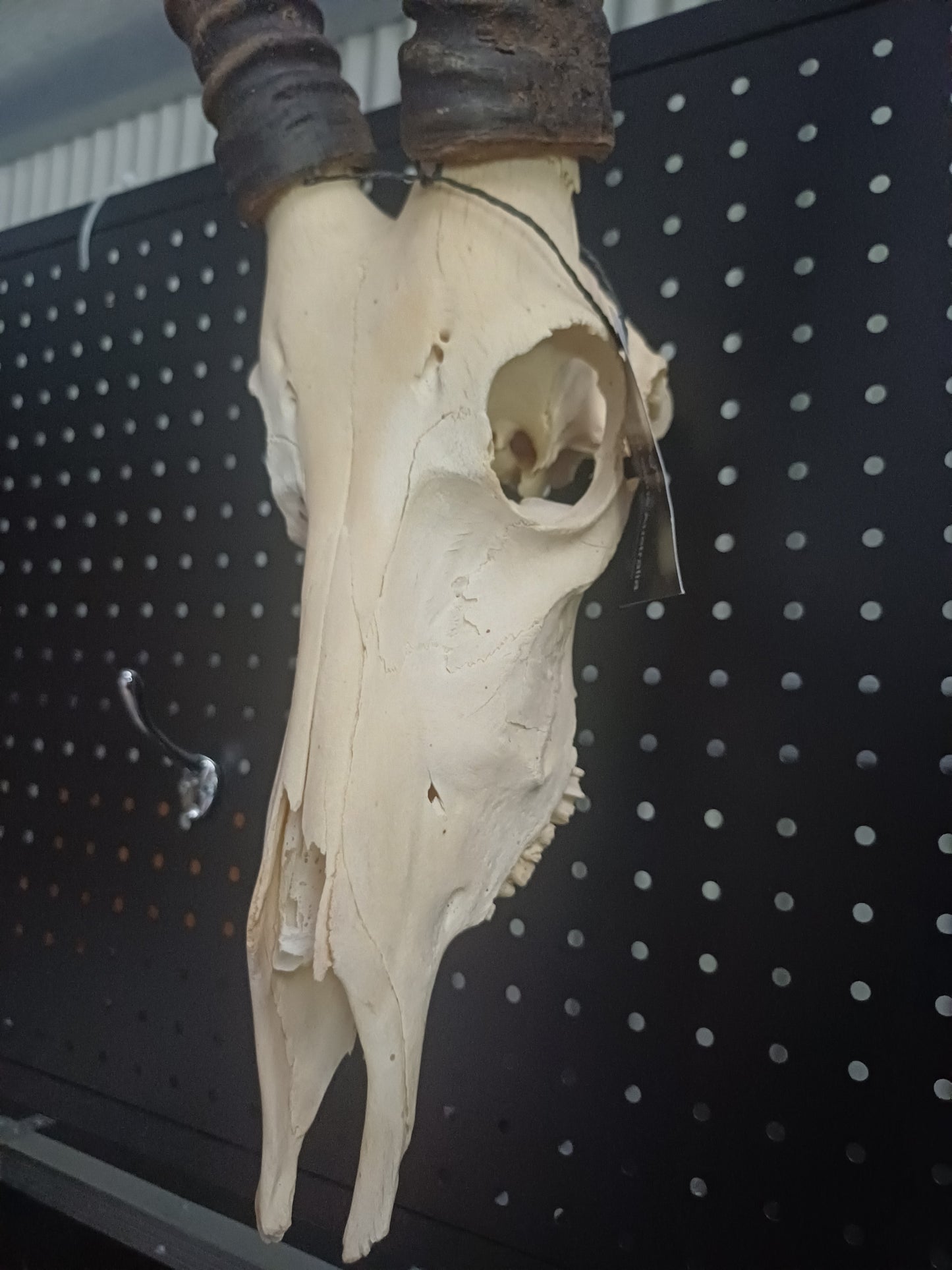 Blesbok skull