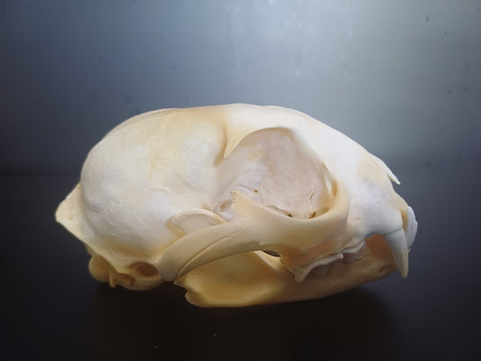 Lynx skull