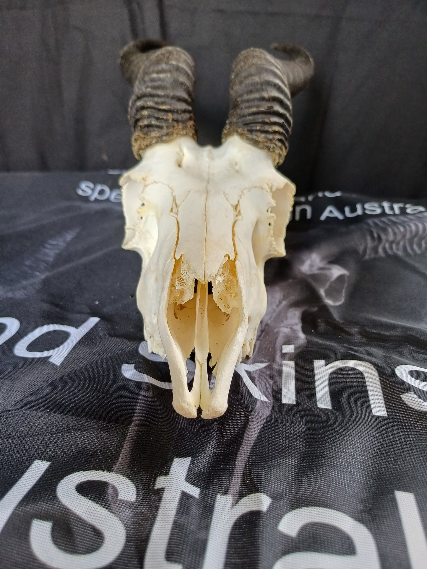 Male springbok skull