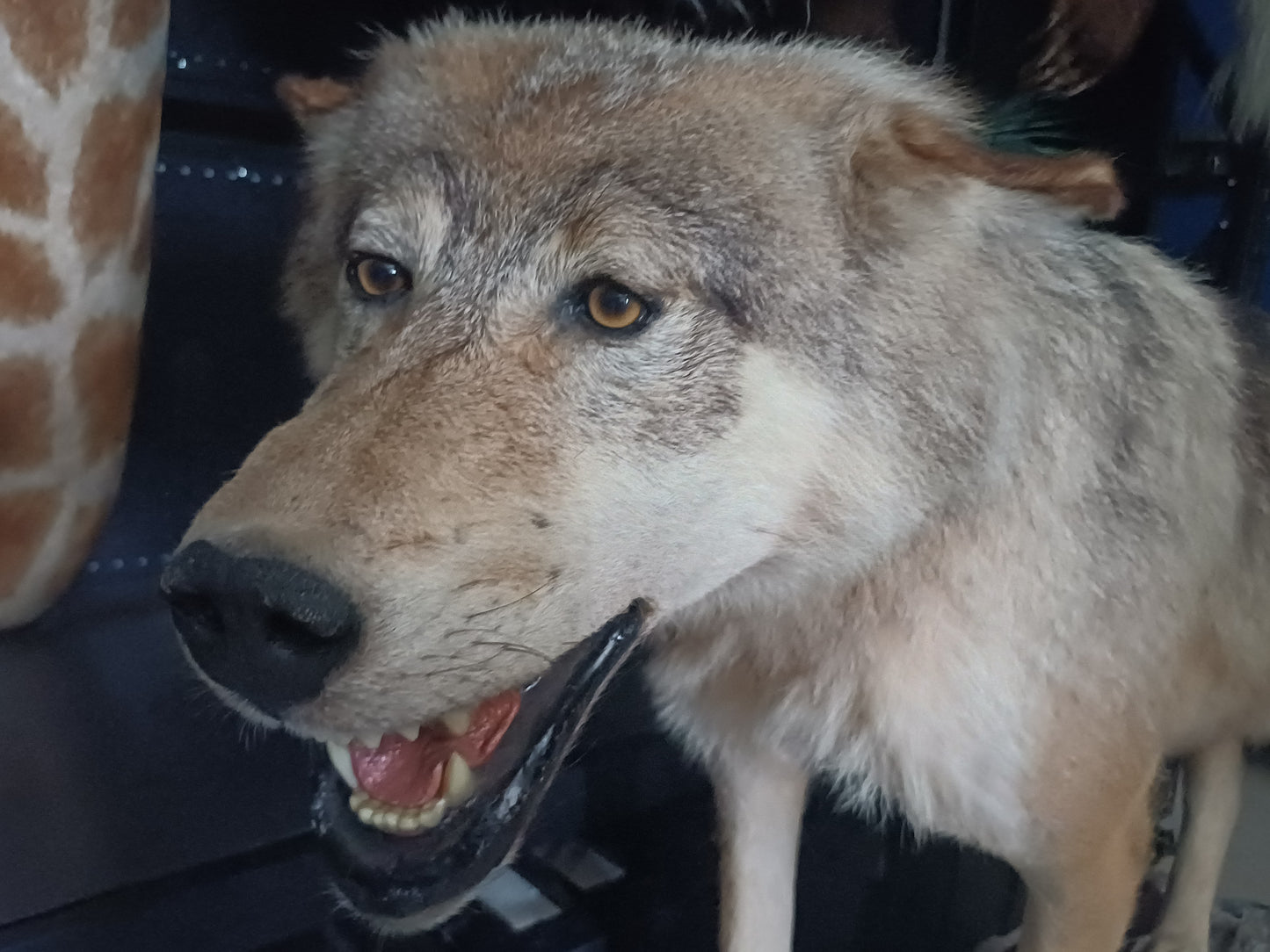 Wolf full taxidermy mount