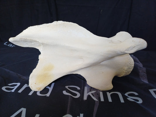 Large Giraffe Vertebrae (CITES permit inc)