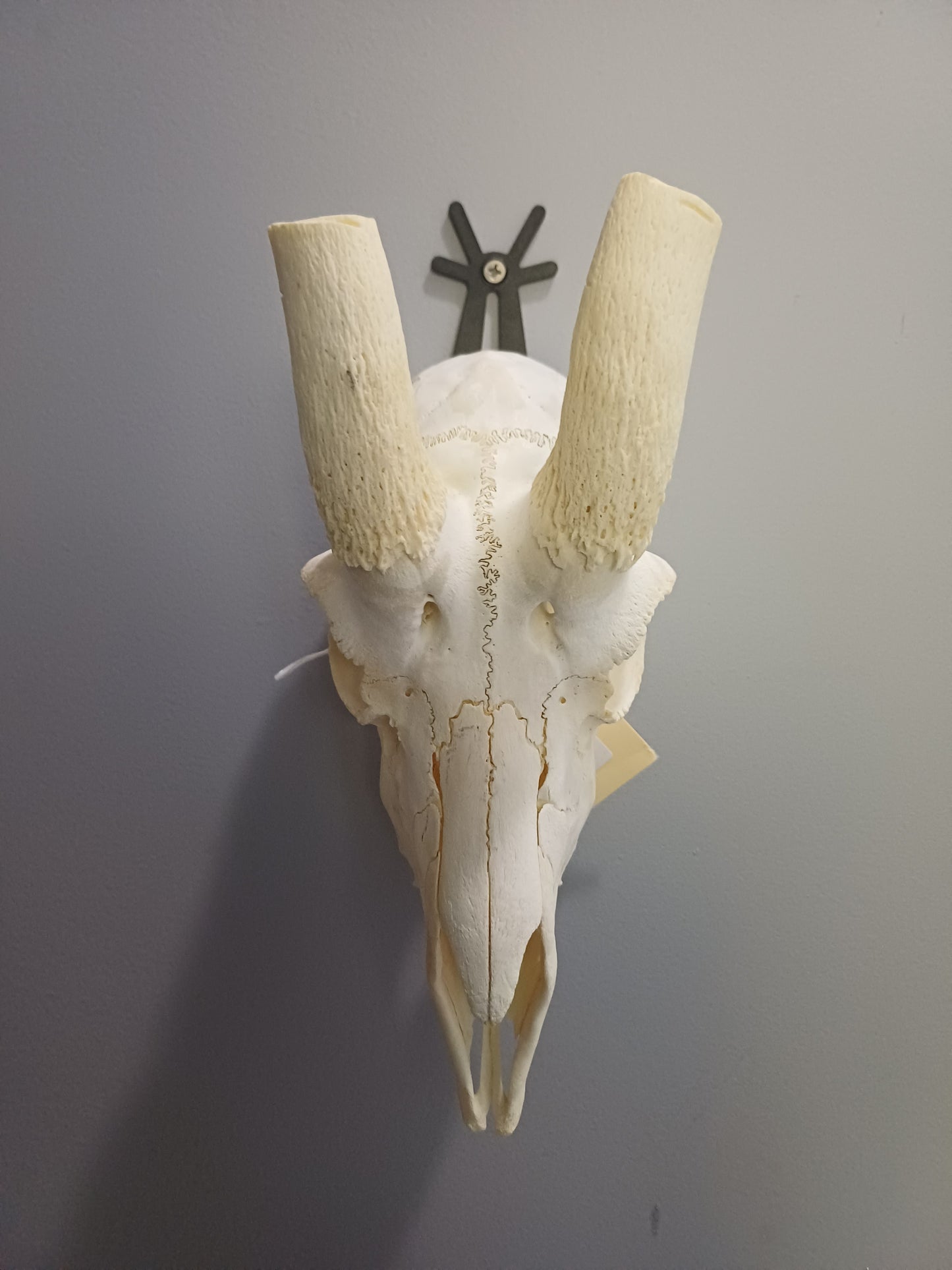 Male springbok skull