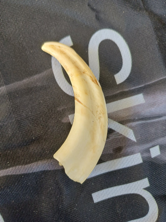 Warthog Tusk