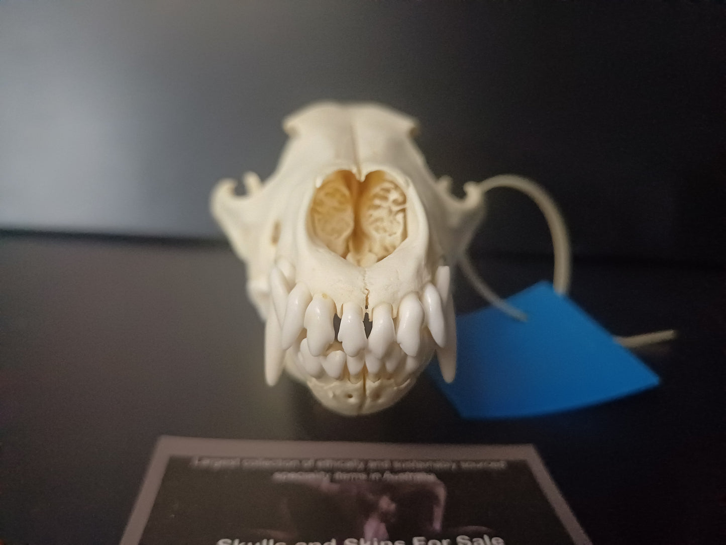 Coyote Skull