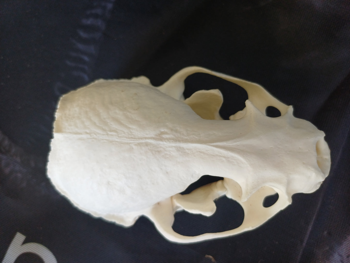 North American River Otter Skull (CITES)