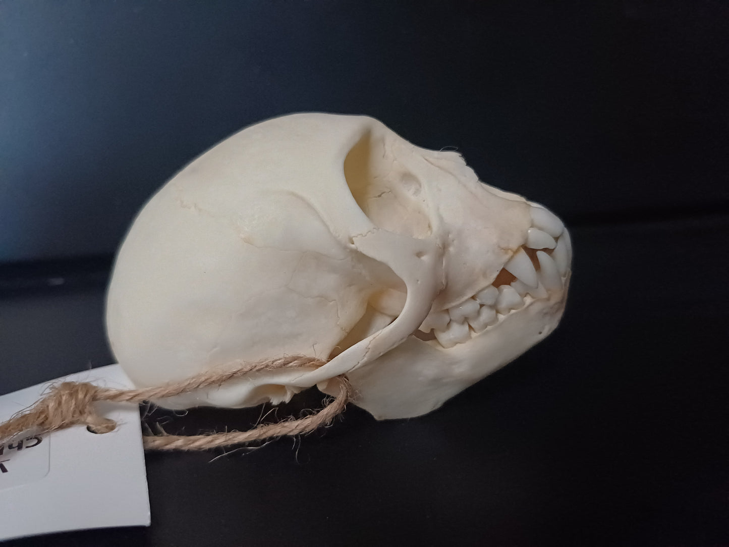Vervet Monkey Skull - Female
