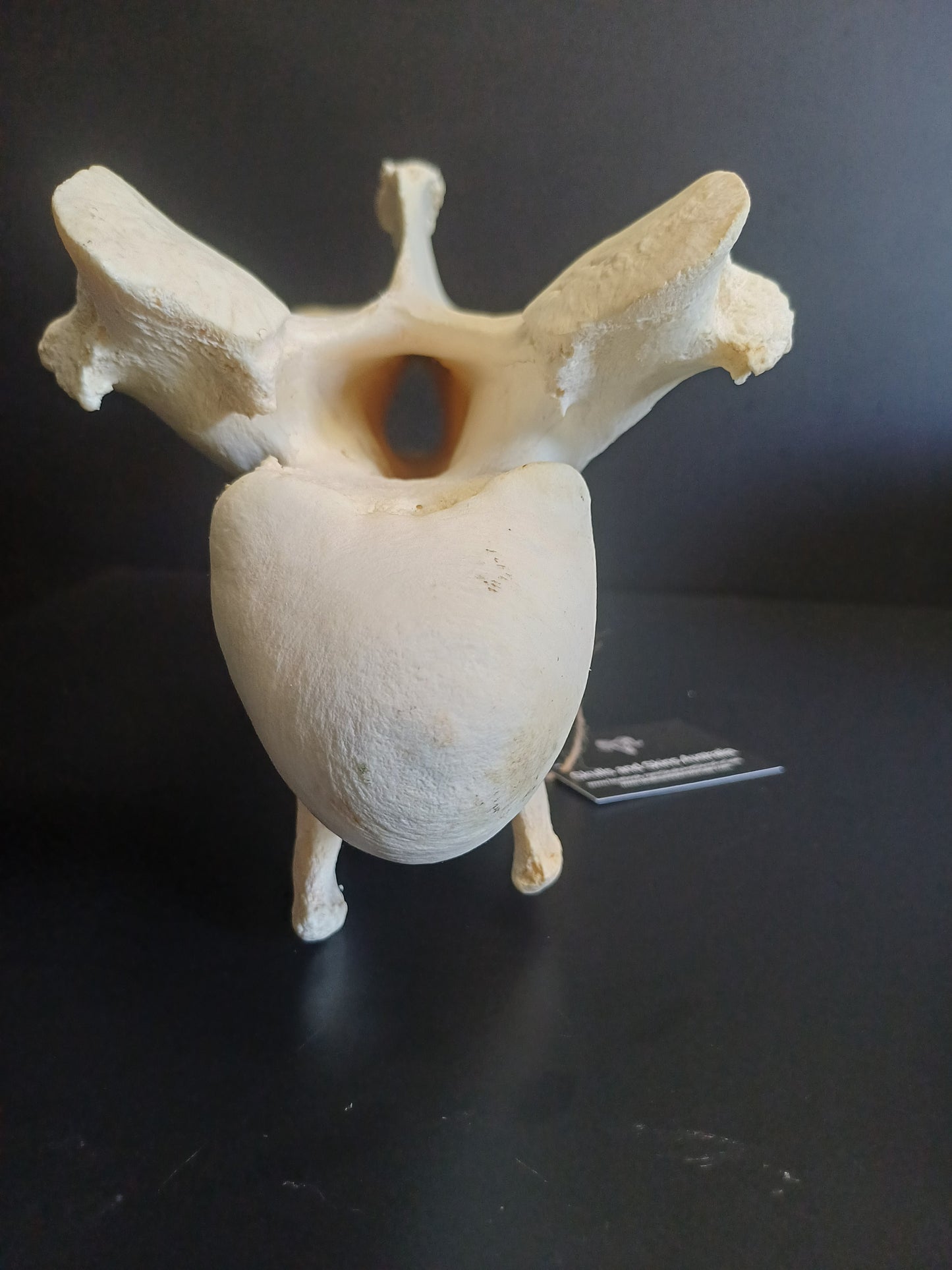 XL Giraffe Vertebrae (CITES permit inc)