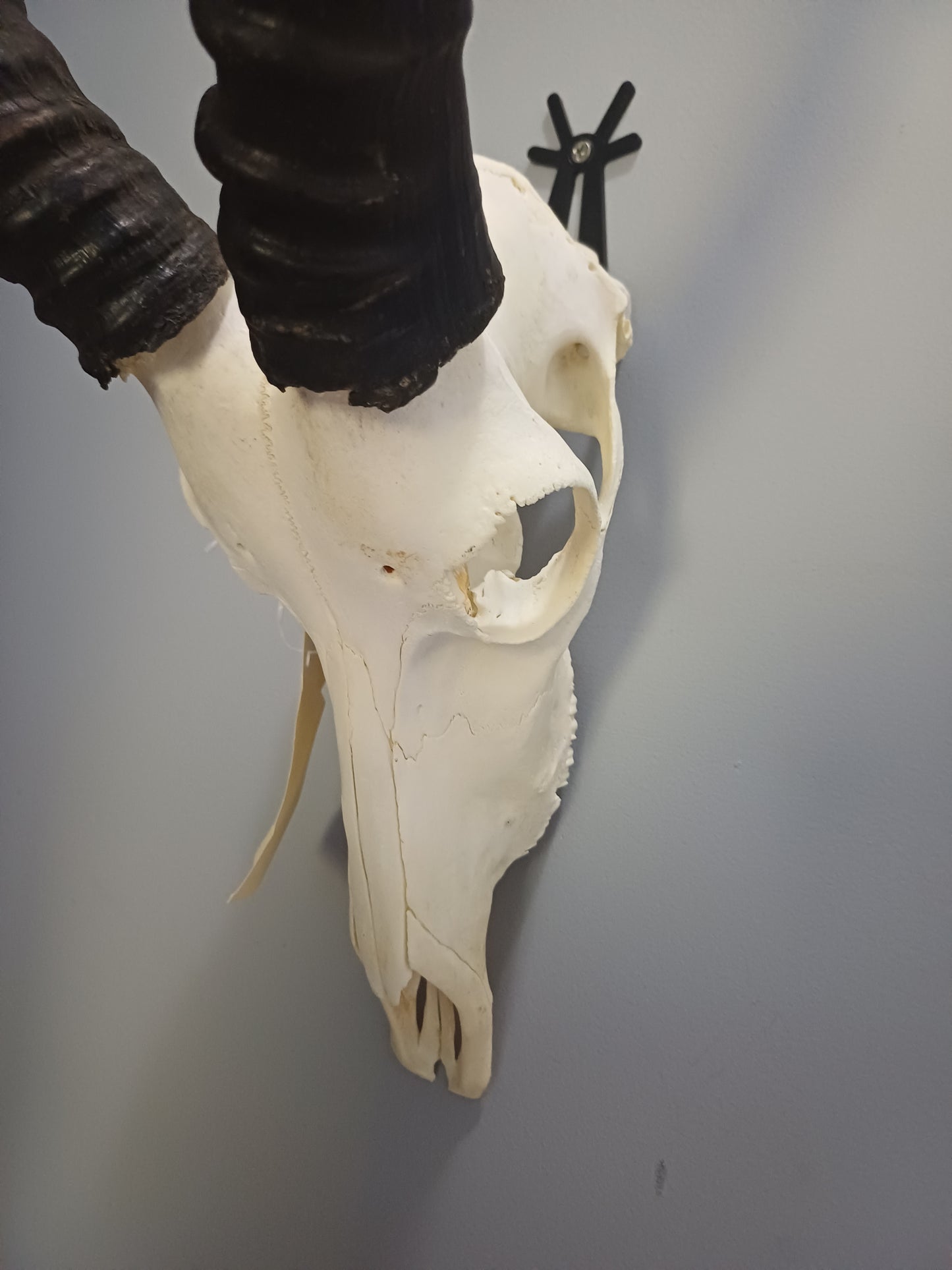 Blesbok skull