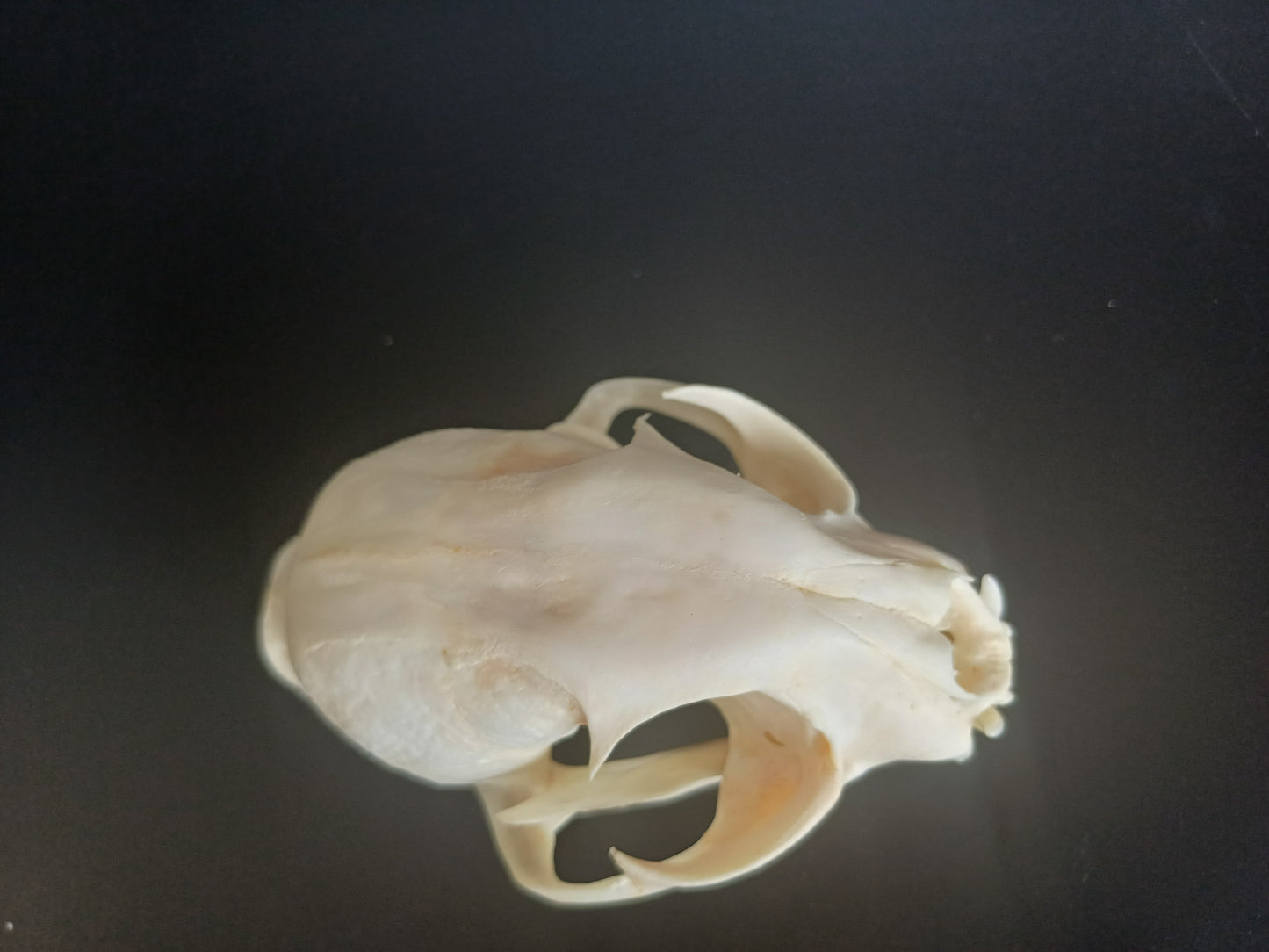 Lynx skull