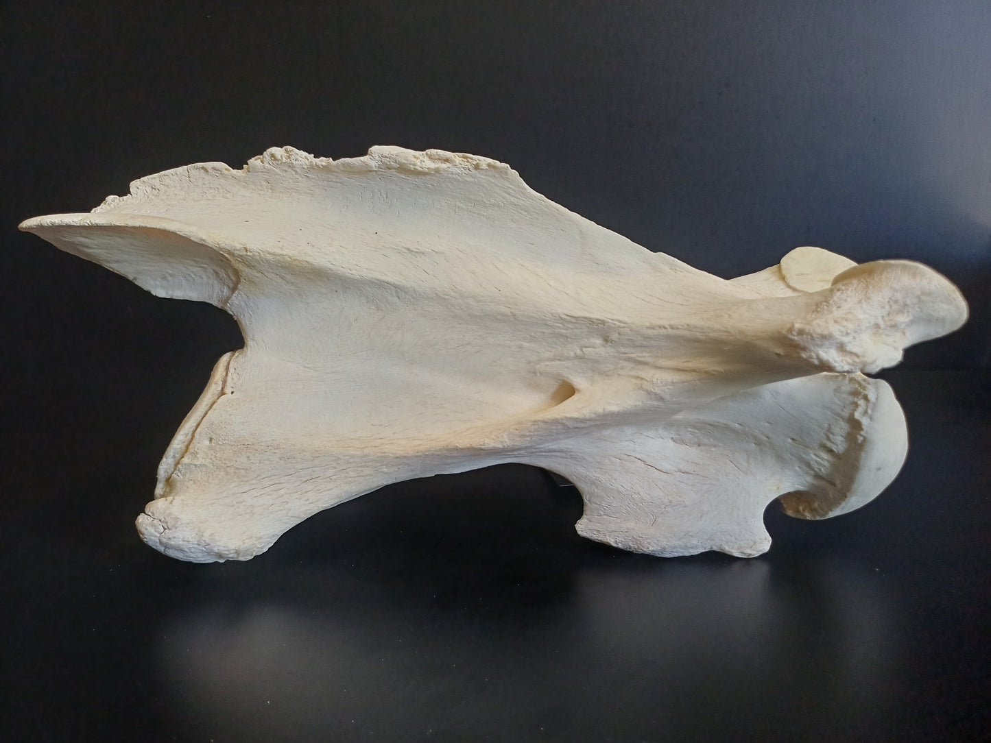 XL Giraffe Vertebrae (CITES permit inc)