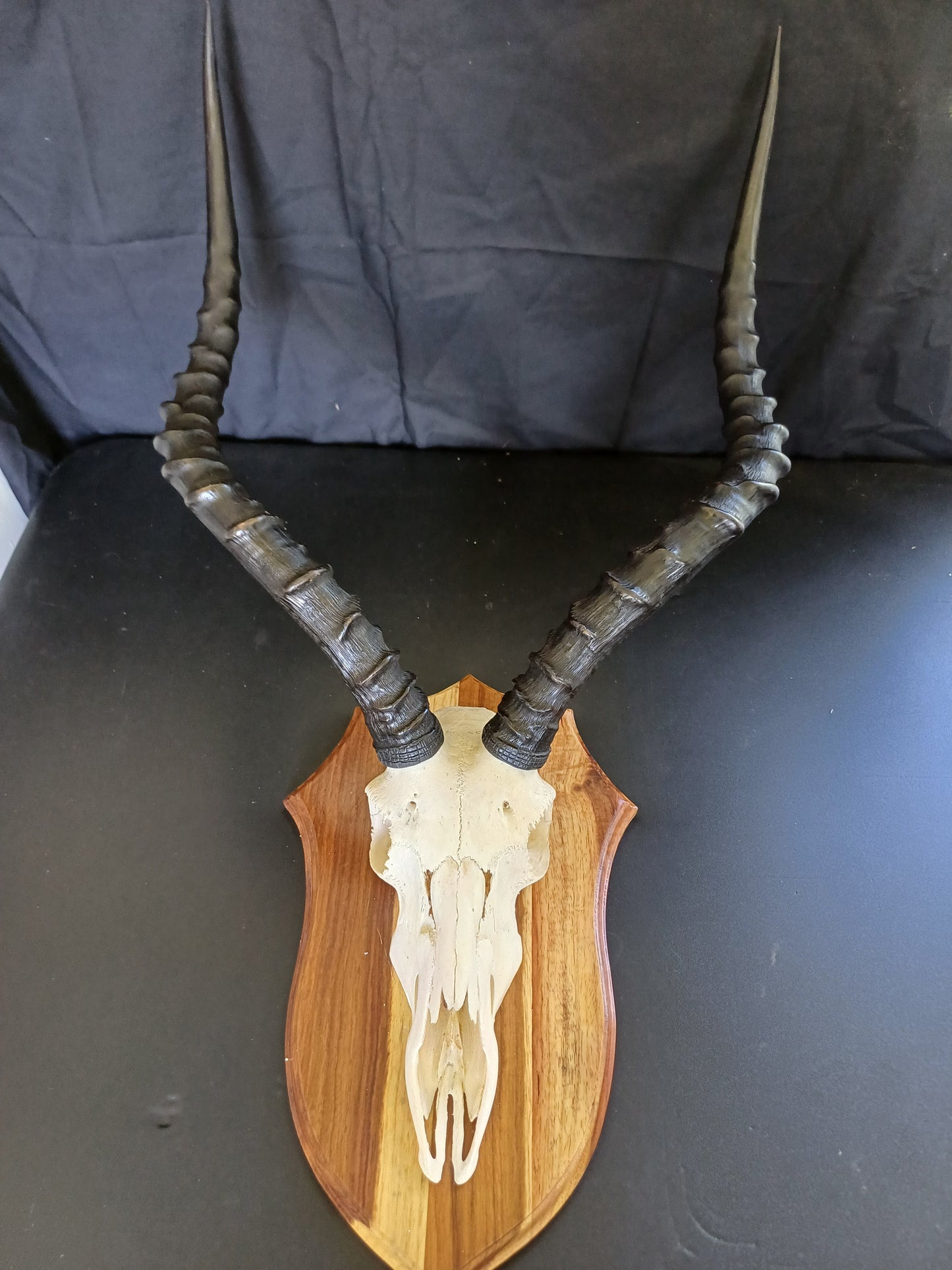 Impala skull on shield