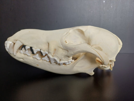 Coyote Skull