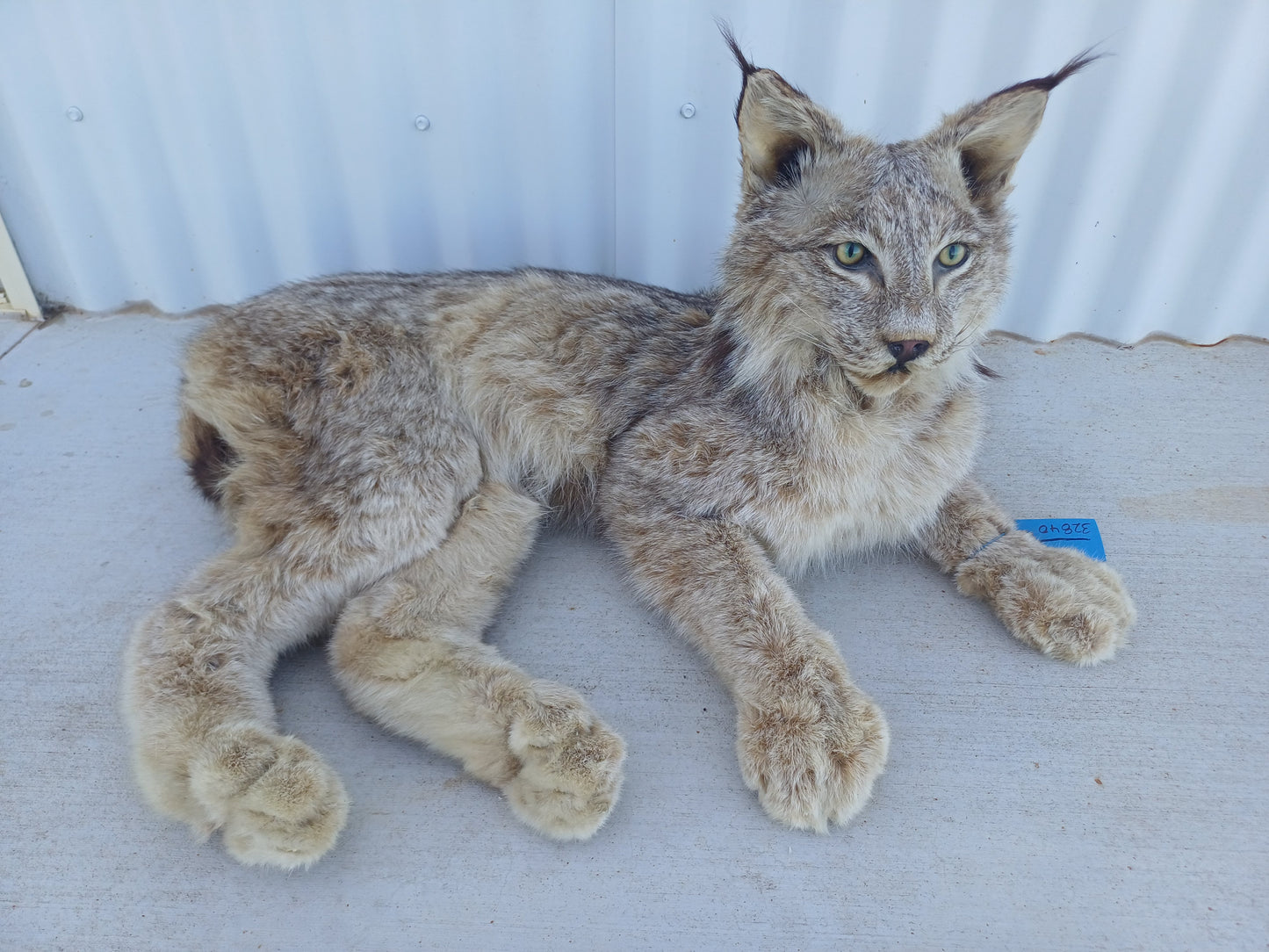 Lynx taxidermy mount