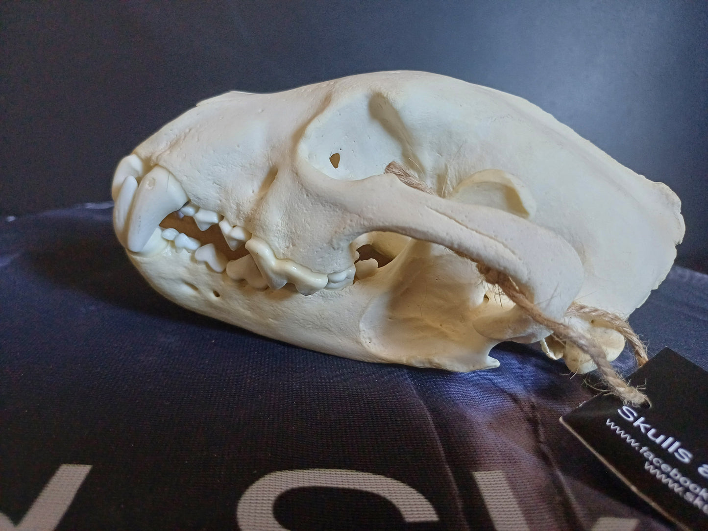 Wolverine Skull