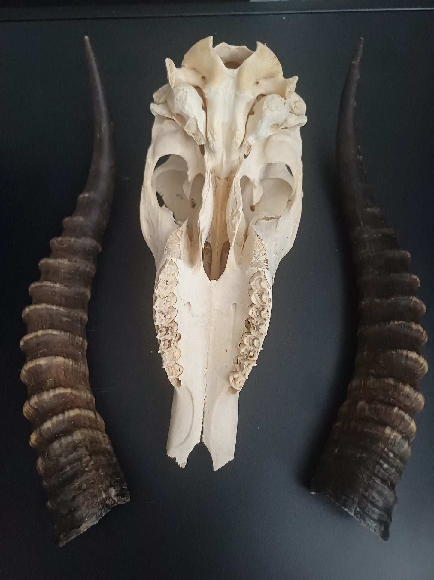 Blesbok skull