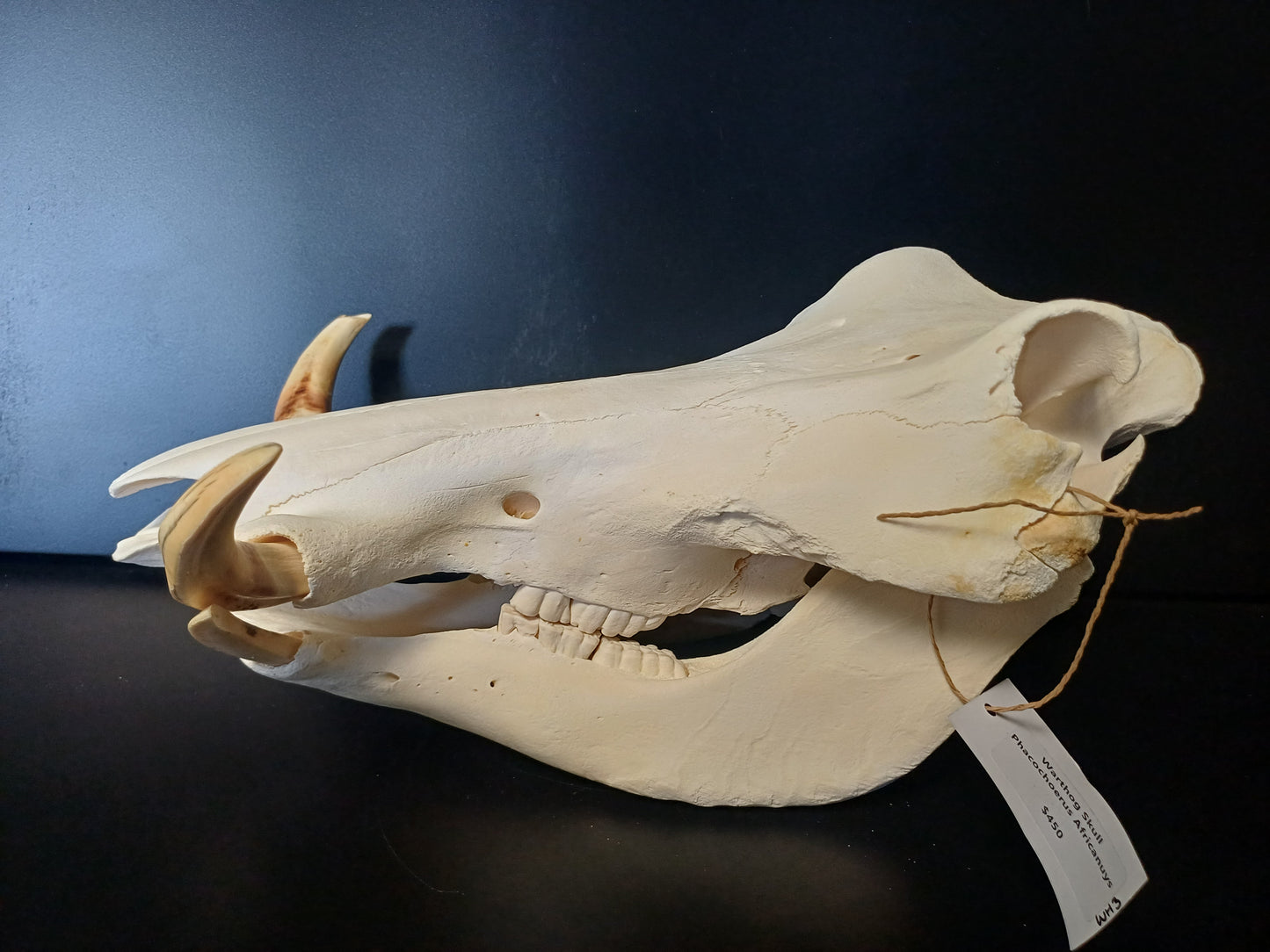 Warthog skull