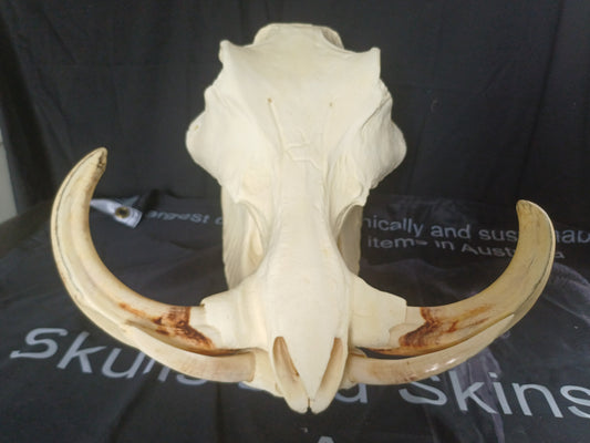 XL Warthog skull