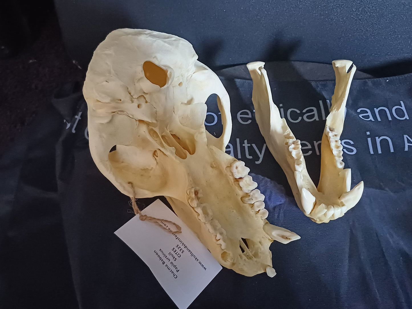 B Grade Chacma Baboon skull - male CITES