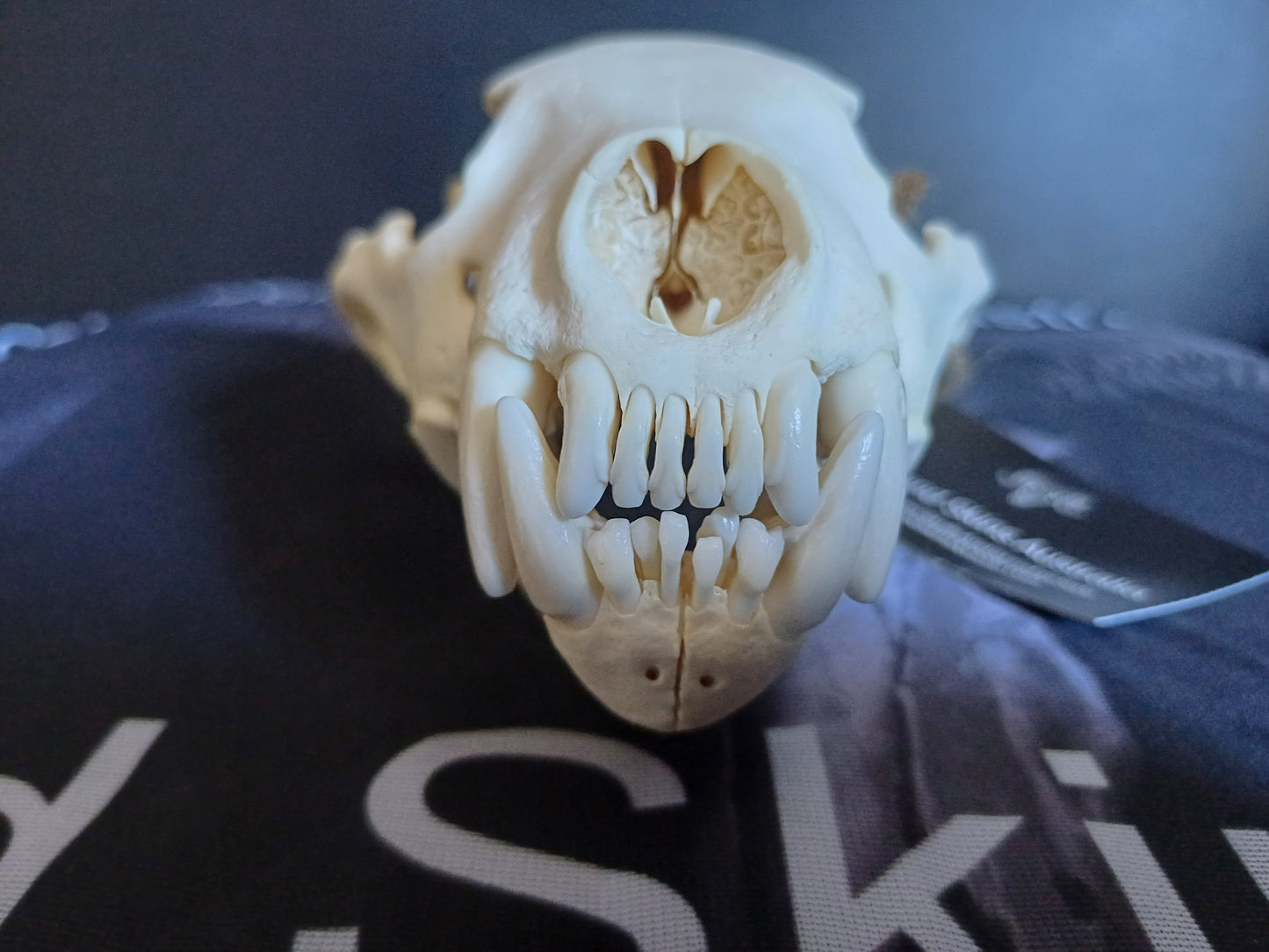 Wolverine Skull