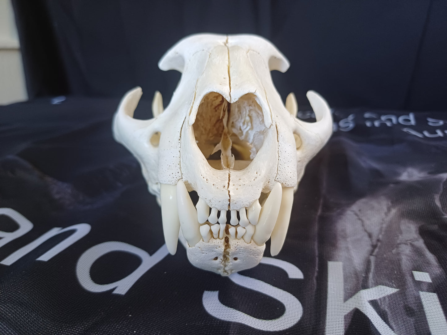 Cougar Skull