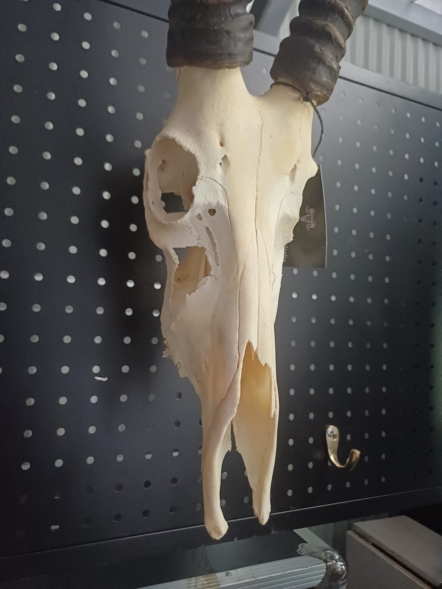 Blesbok skull