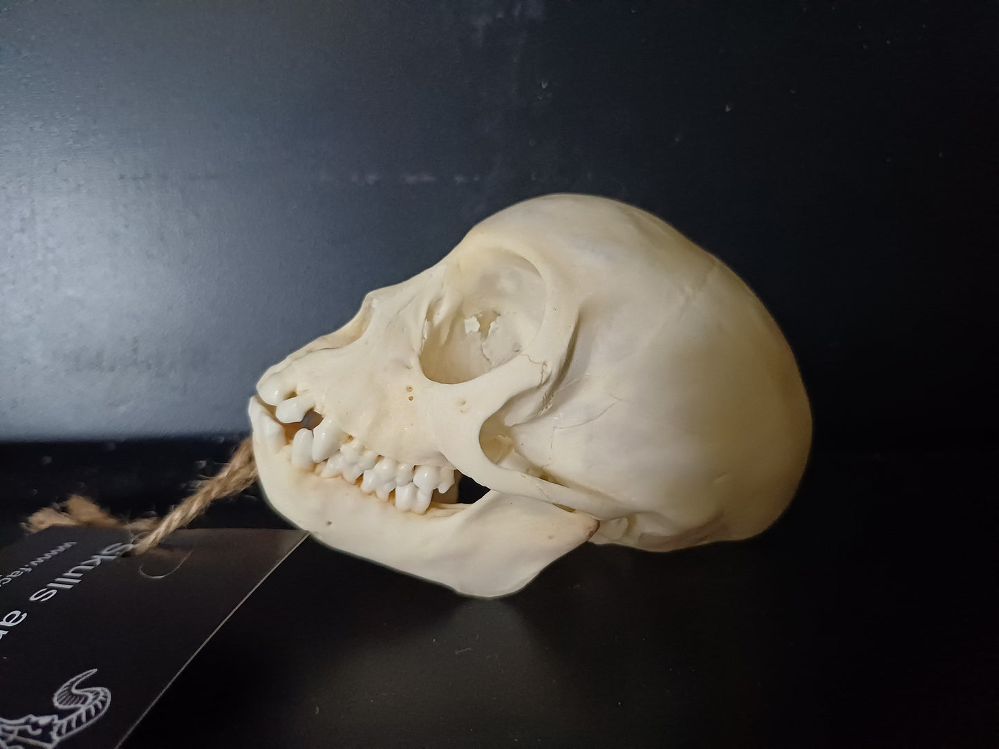 Vervet Monkey Skull - sub-adult
