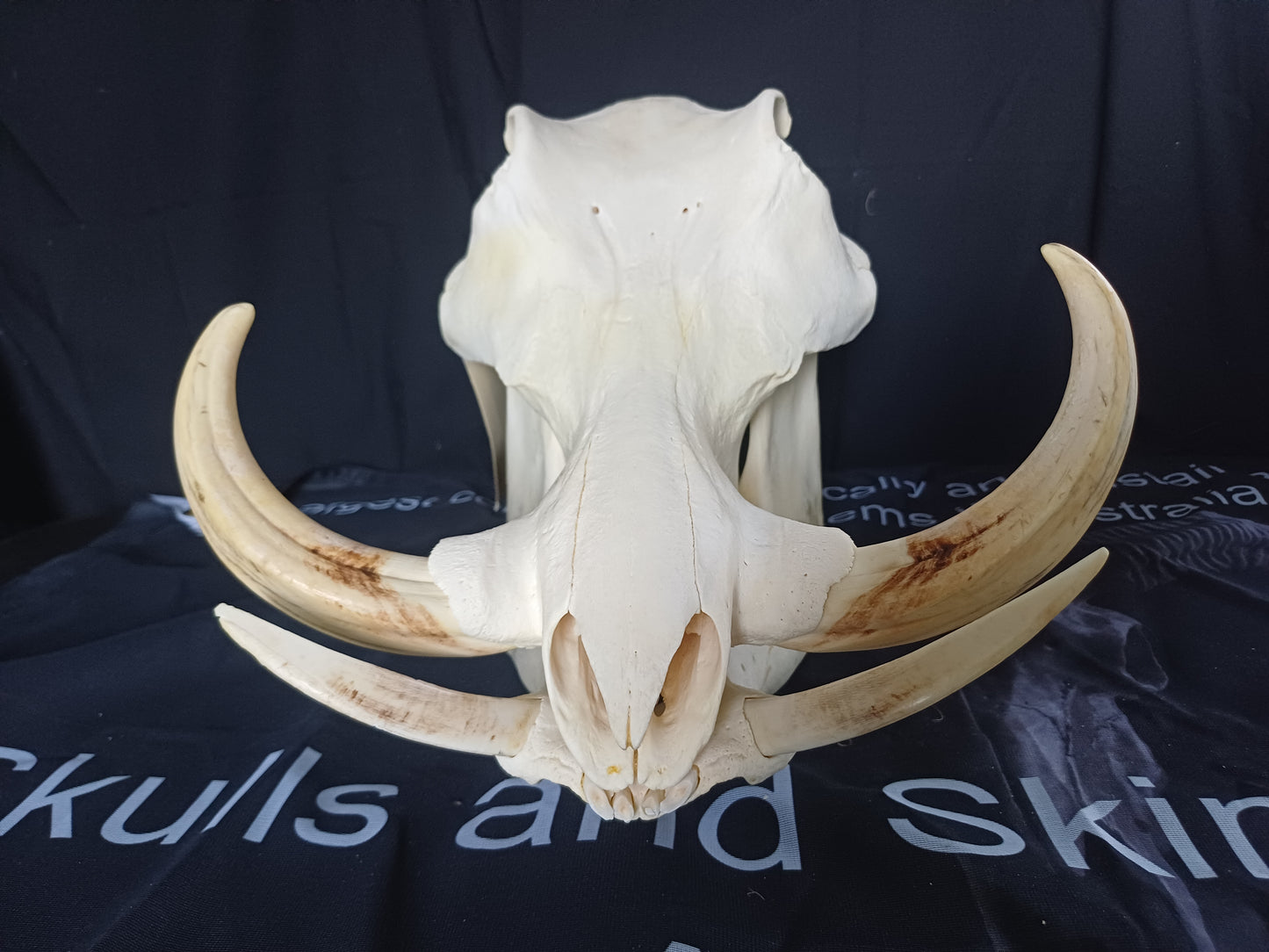 XL Warthog skull