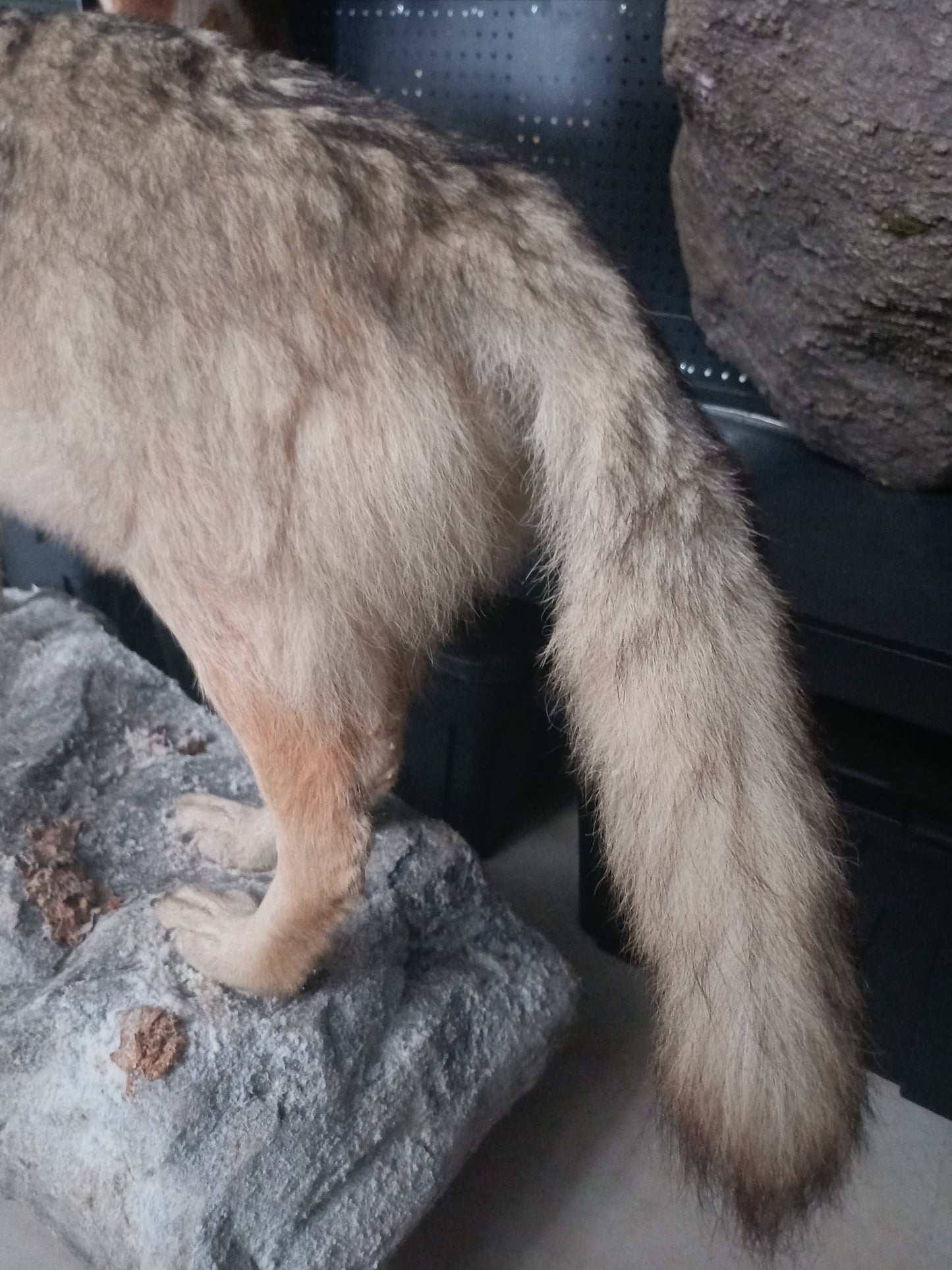 Wolf full taxidermy mount