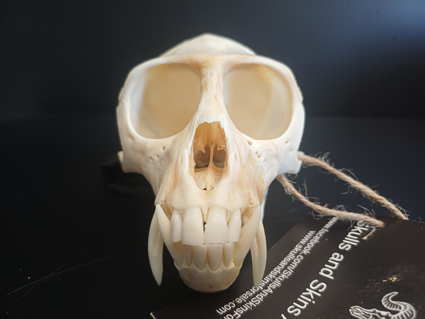 Vervet Monkey Skull - Male