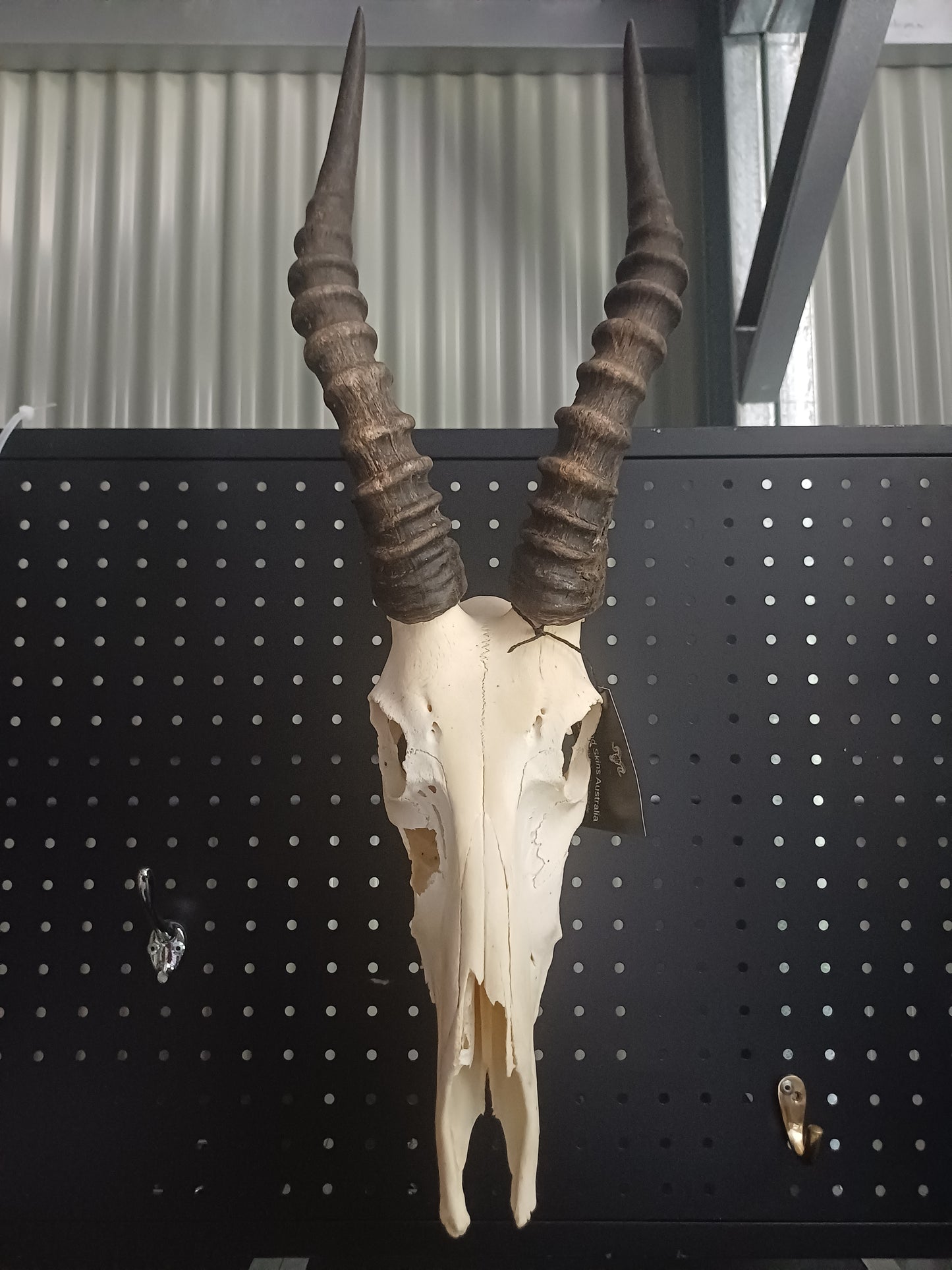 Blesbok skull