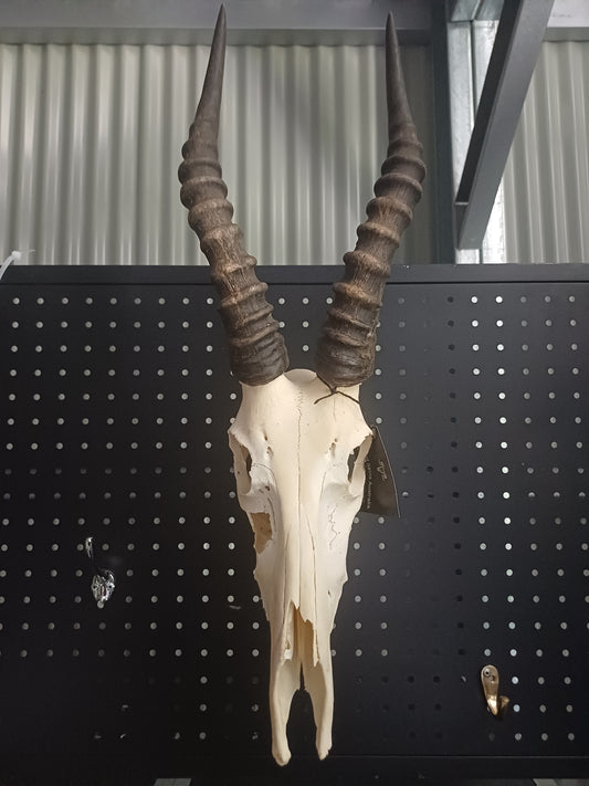 Blesbok skull