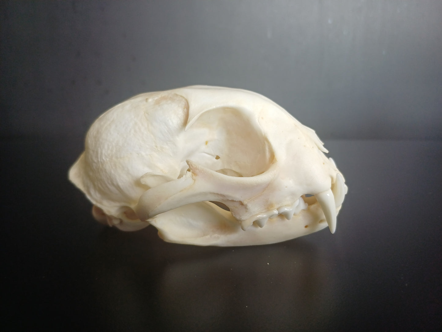 Lynx skull