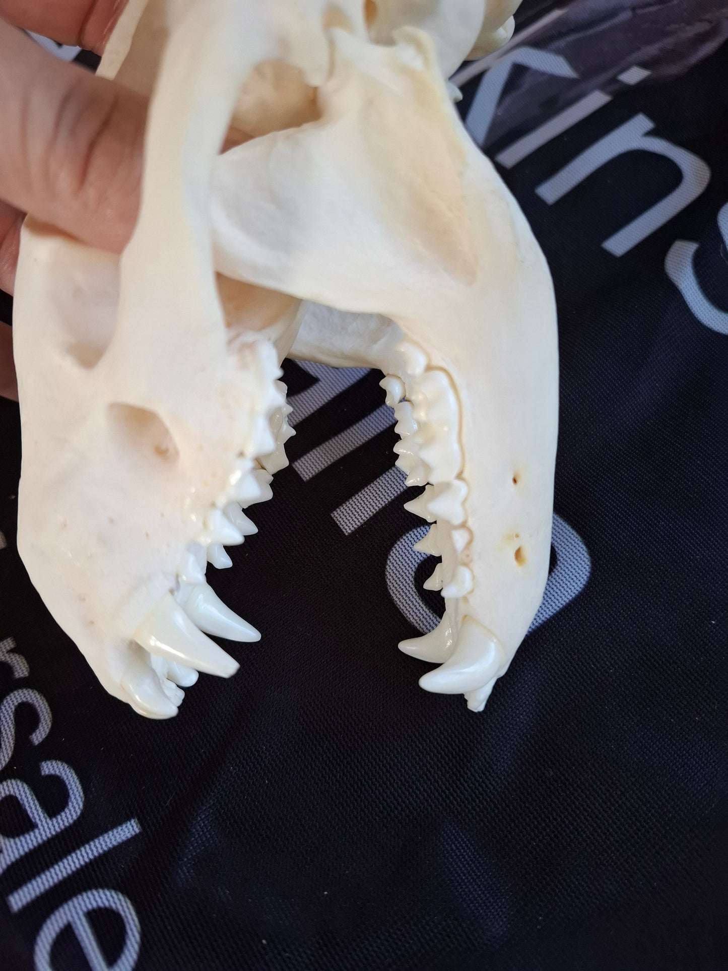 Badger Skull