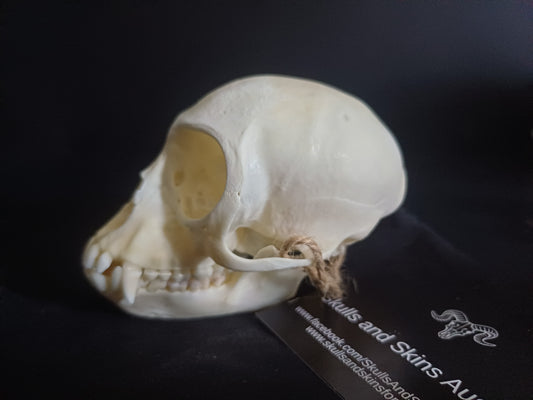 Vervet Monkey Skull - Male