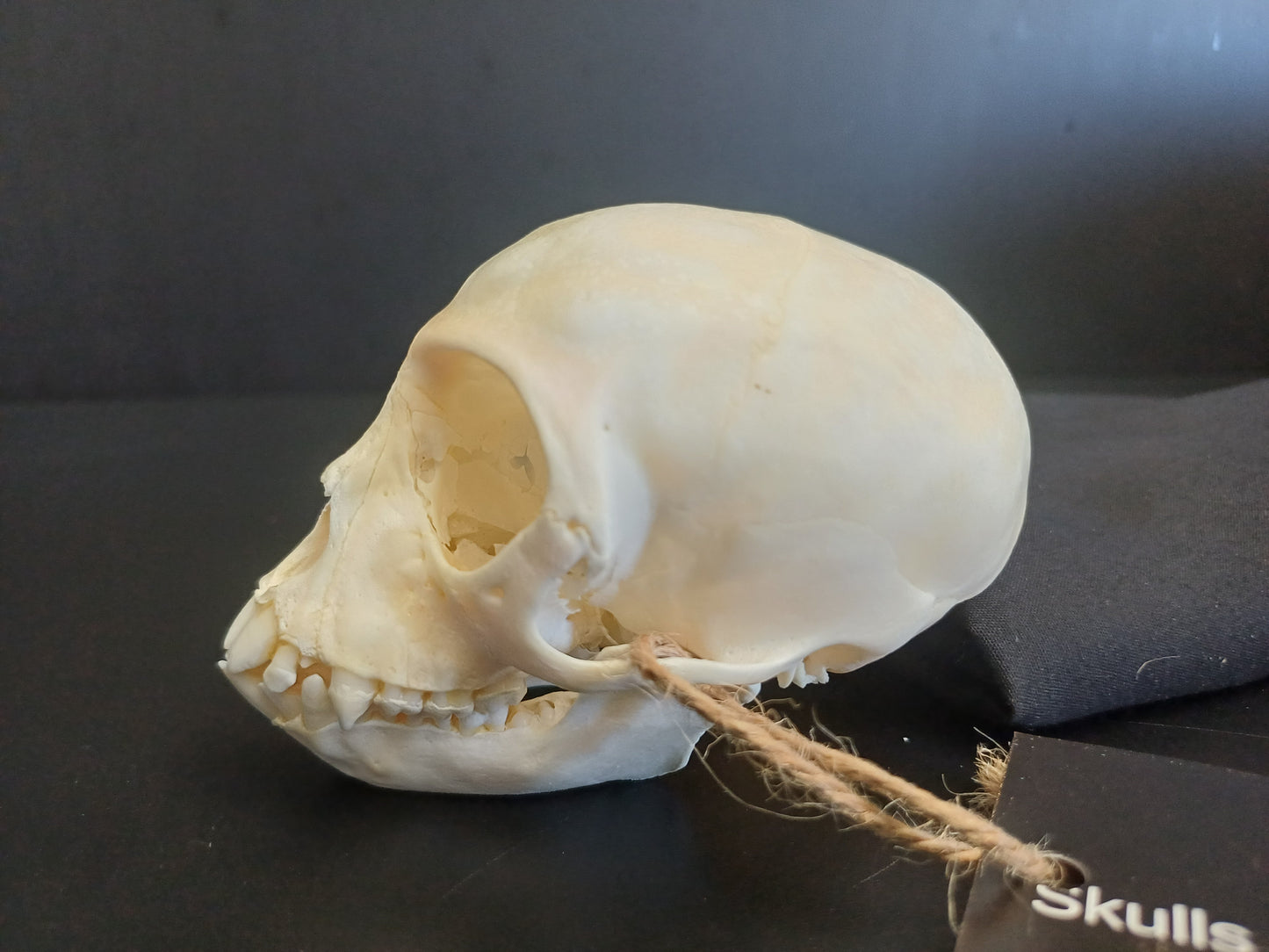 Vervet Monkey Skull - sub-adult