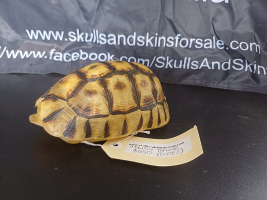 Angulate tortoise shell (CITES)