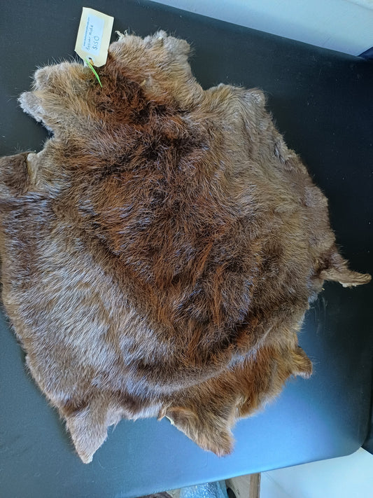 Large Beaver Pelt